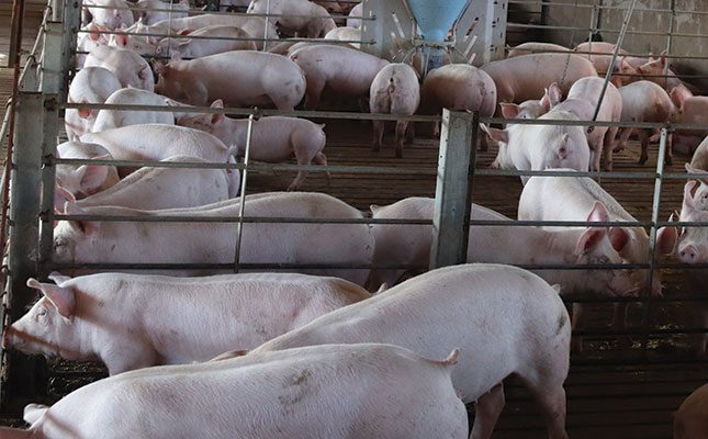 Pig farm quarantined after outbreak of African swine fever
