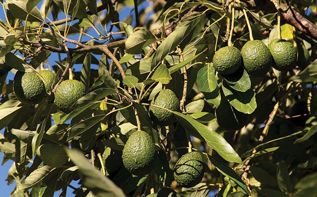 Illegal orchards under scrutiny in US-Mexico avocado trade