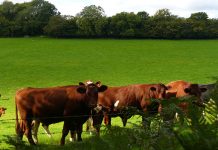 Beef cattle Ireland