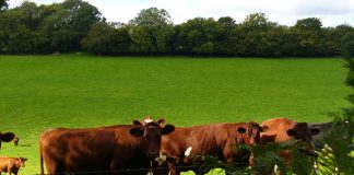 Beef cattle Ireland