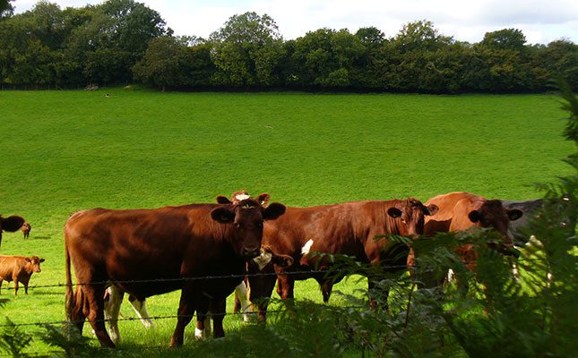 Farmers celebrate protected status for Irish grass-fed beef