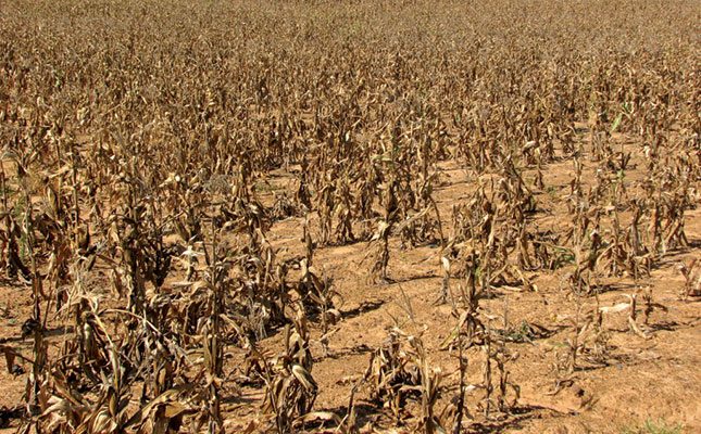 Zimbabwe sees decline in crop production due to drought