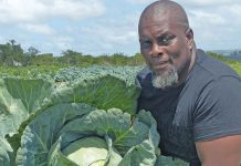 Lubabalo Ngcwembe farmer cabbages