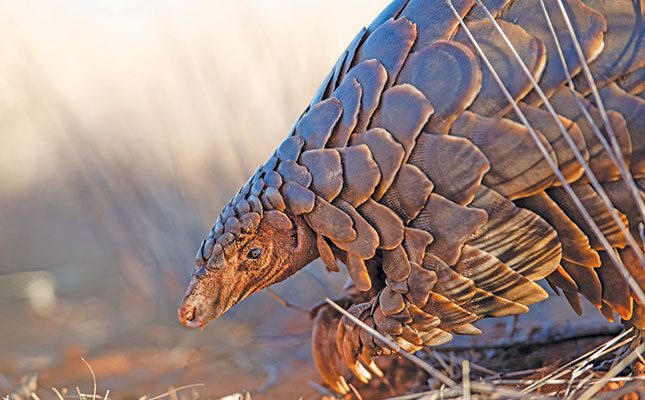 Trying to tip the scales in favour of further protection for pangolin