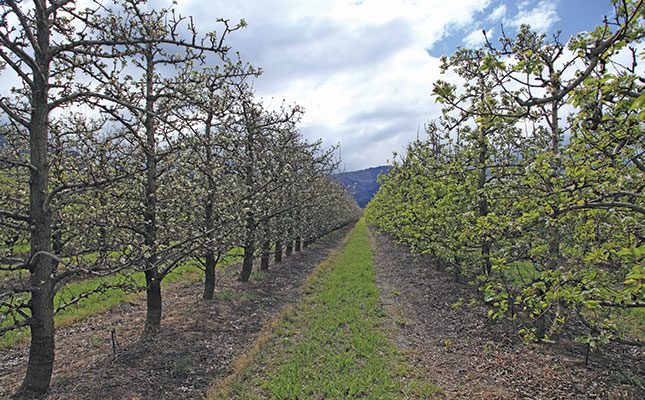 Getting the best out of pear orchards