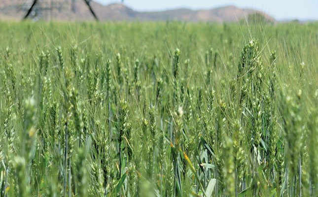 Fighting the Russian wheat aphid to safeguard SA’s crop