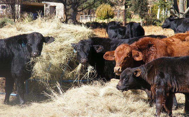 New FMD outbreak reported in Frankfort, Free State