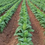 tobacco crop