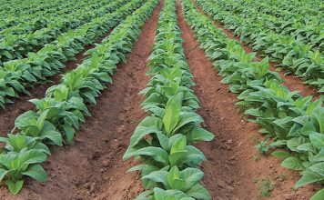 tobacco crop