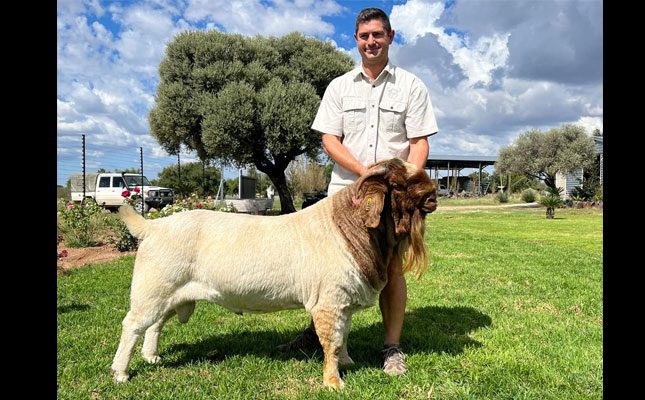 Boer goat ram ‘Formula One’ sold for over R1 million