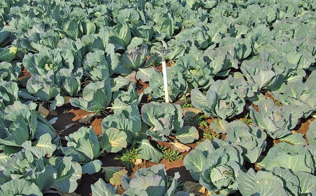 Nitrogen applications until the cabbages are harvested