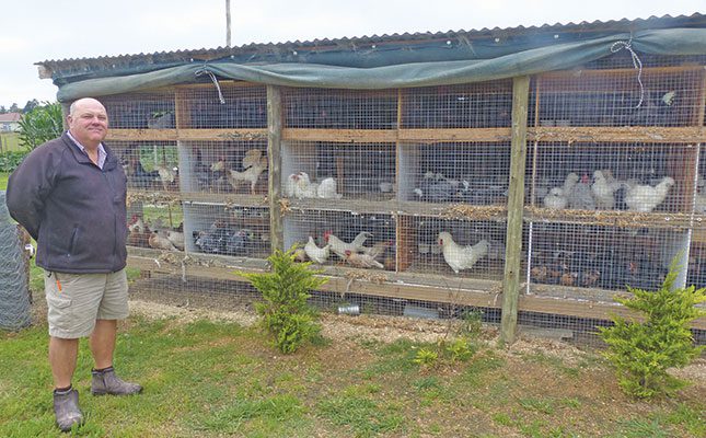 From backyard chicks to top show poultry breeder