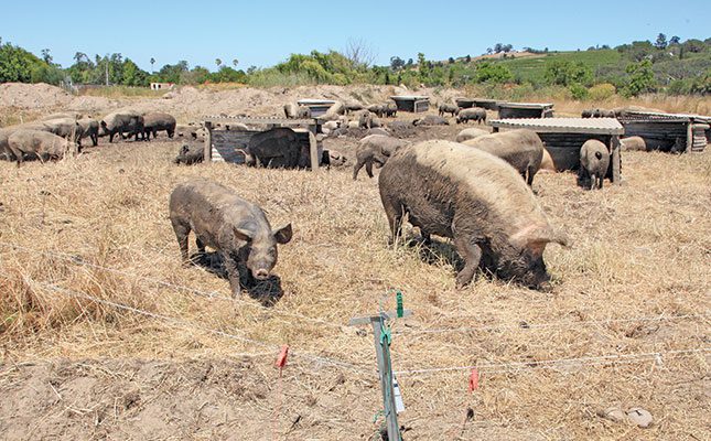 Want to start a pig farm? Read this first!
