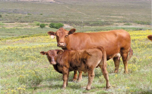 Understand the veld: three stages to optimal grazing management