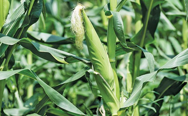 Maize theft in Free State raises serious concern