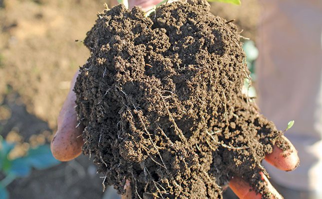 You are what your food ate: the health connection in the soil