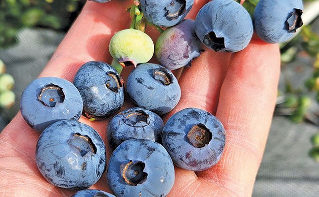 Blueberries: Each growing area  has its own unique challenges