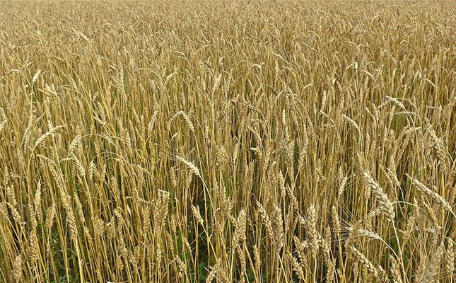 Russian grain crop not at risk despite flooding – agri minister