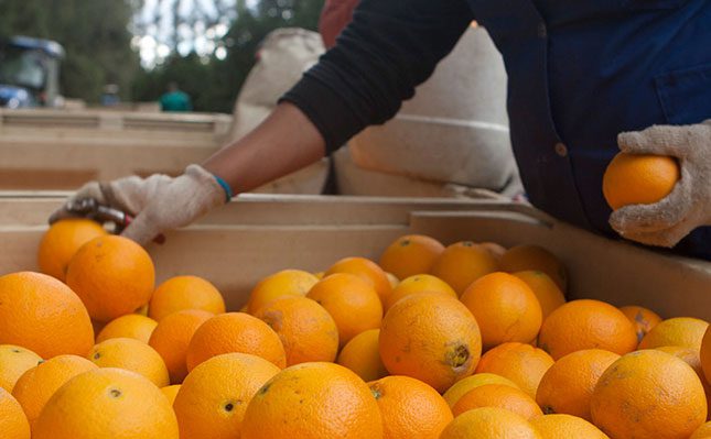 Citrus export season shows promising growth
