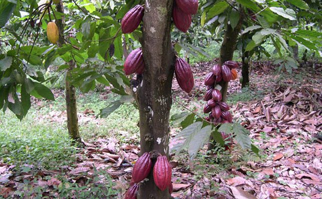 Chocolate prices expected to continue rising as cocoa crisis deepens