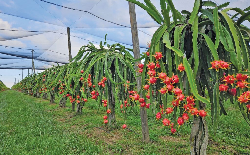 No ‘quick buck’ but dragon fruit is on a steady rise