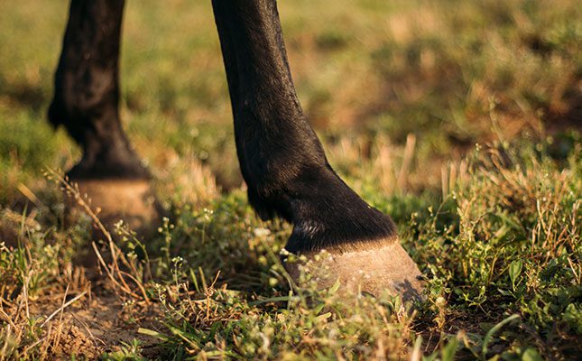 Sidebone in horses: is it unsoundness?