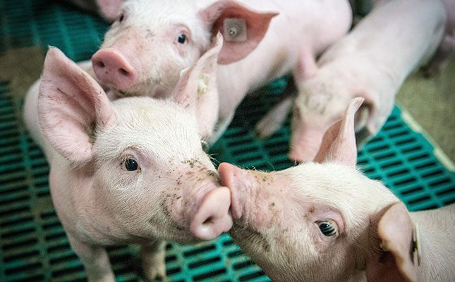 Genetic and other factors to consider when breeding pigs