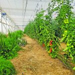 Indigenous plants