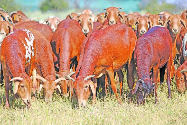 Practical guidelines to prevent stock theft Practical guidelines to prevent stock theft