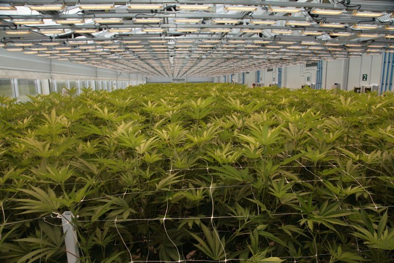 Solutions to common cannabis cultivation challenges Solutions to common cannabis cultivation challenges