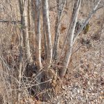 Bush-encroachment