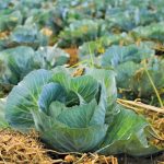 Covering-the-soil