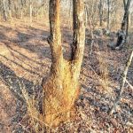 Plant-proliferation