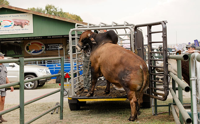 Livestock breeds undergo strict biosecurity protocols ahead of Nampo Livestock breeds undergo strict biosecurity protocols ahead of Nampo