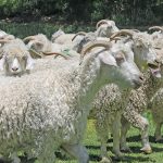Angora-goats