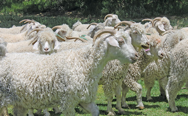 Brothers’ journey from communal farming to mohair success Brothers’ journey from communal farming to mohair success