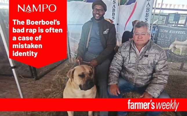 Setting straight public misconceptions of the Boerboel Setting straight public misconceptions of the Boerboel