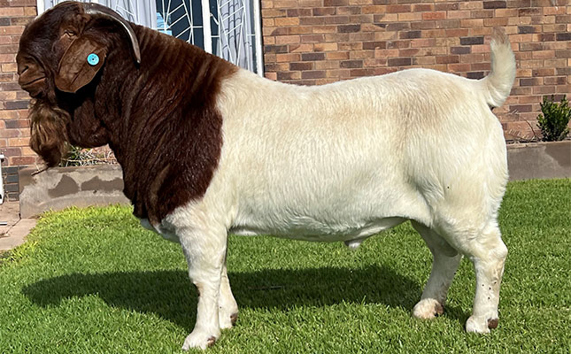 Boer goat ram sells for world record price of R2,3 million Boer goat ram sells for world record price of R2,3 million