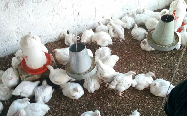 Small-scale broiler production essentials and possible profits Small-scale broiler production essentials and possible profits