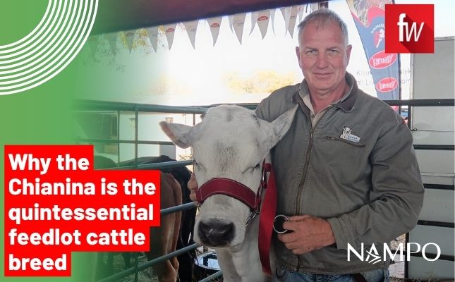 ‘Chianina: the feedlot industry’s dream’ ‘Chianina: the feedlot industry’s dream’