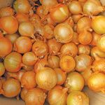 Onions