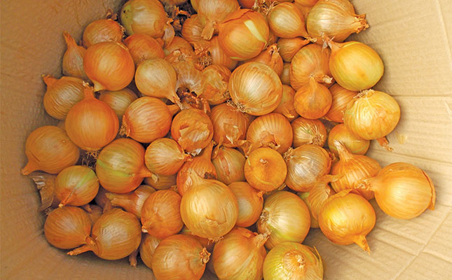 Growing onion sets Growing onion sets