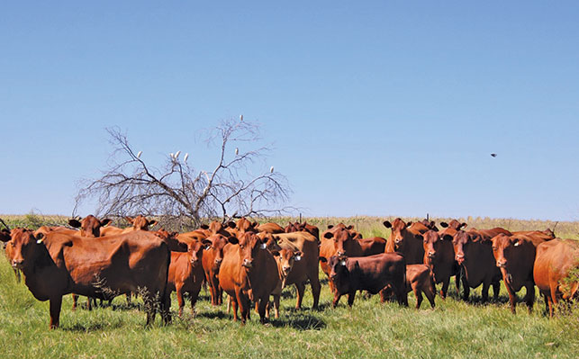 Senepol: a genetically unique beef powerhouse Senepol: a genetically unique beef powerhouse