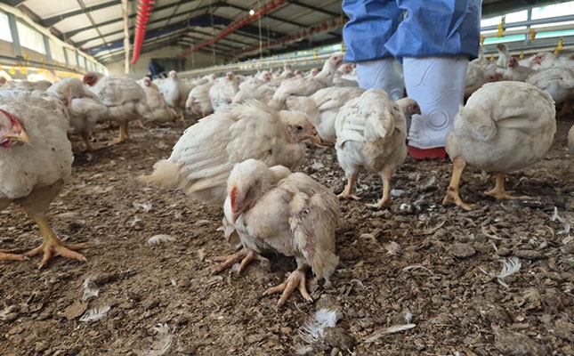 Over 350 000 chickens culled as state-owned farm faces financial crisis Over 350 000 chickens culled as state-owned farm faces financial crisis