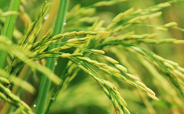 Courses in rice milling and optical sorting for Africa Courses in rice milling and optical sorting for Africa
