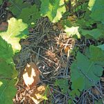 soilhealth4