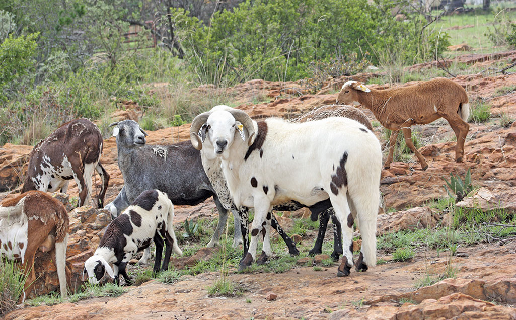 Damara Sheep