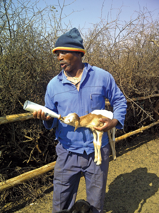 Malekaleke Maila feeding a lamb