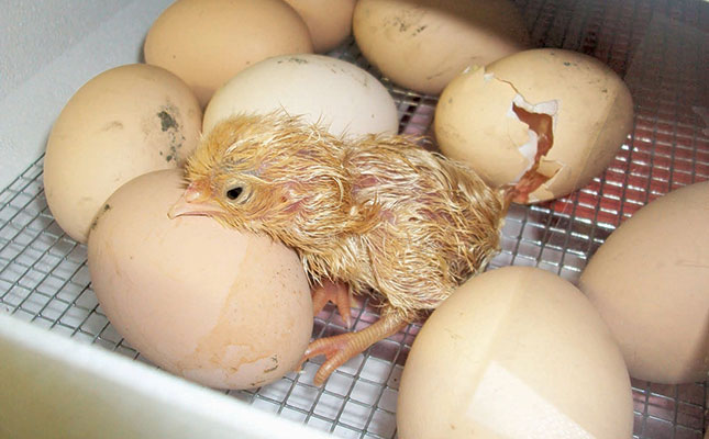 Day old chick