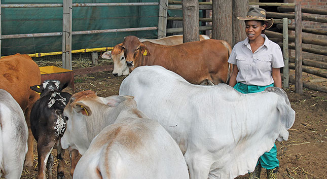 Boran-type calves on LeGae La Banareng. The progeny are sold at an average weight of 250kg to feedlots in the Waterberg district.